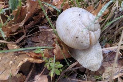 <i>Helix pomatia</i>
