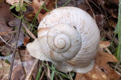 <i>Helix pomatia</i>
