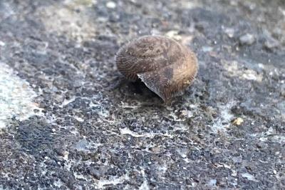 <i>Trochulus hispidus</i>