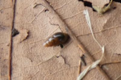 <i>Cochlicopa</i>