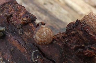 <i>Gonyodiscus rotundatus</i>