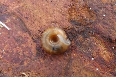 <i>Gonyodiscus rotundatus</i>