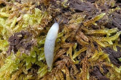 <i>Arion rufus/vulgaris</i>