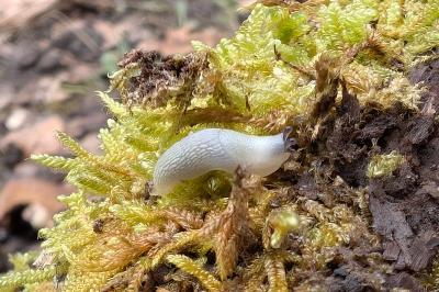 <i>Arion rufus/vulgaris</i>