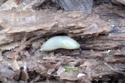 <i>Arion rufus/vulgaris</i>