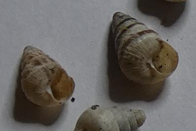 <i>Cochlicella barbara</i>