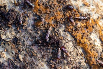 <i>Clausilia bidentata</i>