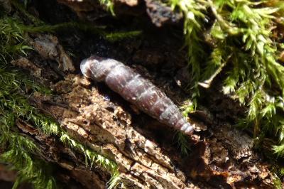 <i>Clausilia bidentata</i>