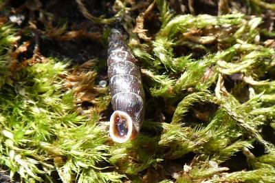 <i>Clausilia bidentata</i>