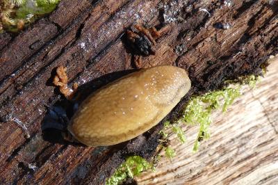 <i>Arion subfuscus</i>