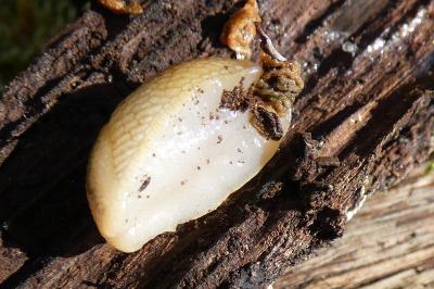 <i>Arion subfuscus</i>