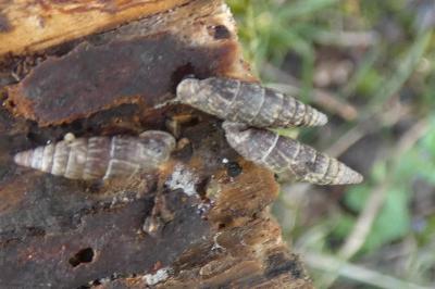 <i>Clausilia bidentata</i>