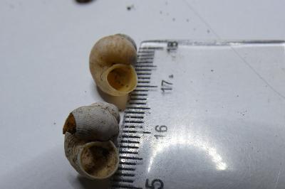 <i>Pomatias elegans</i>