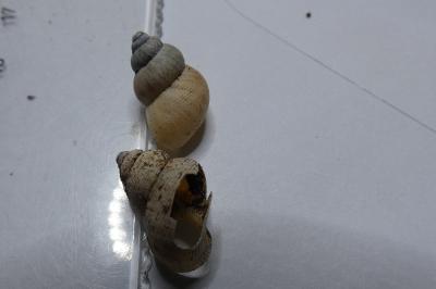 <i>Pomatias elegans</i>