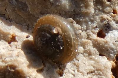 <i>Trochulus hispidus</i>