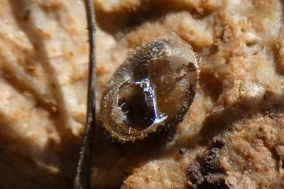 <i>Trochulus hispidus</i>