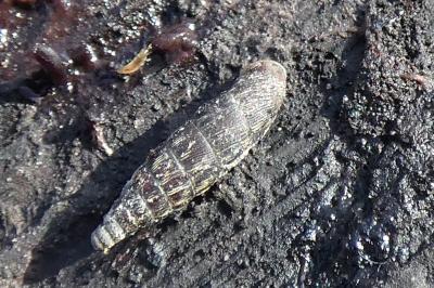 <i>Clausilia bidentata</i>