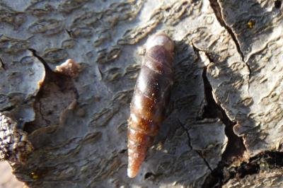 <i>Cochlodina laminata</i>