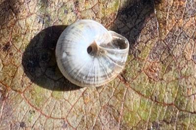 <i>Xeroplexa intersecta</i>