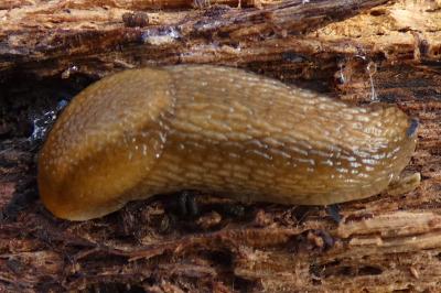 <i>Arion subfuscus</i>