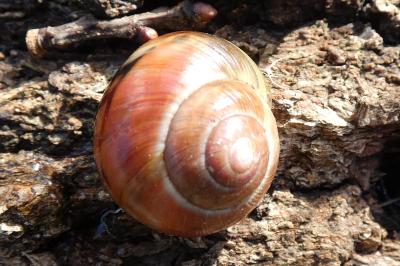 <i>Cepaea nemoralis</i>