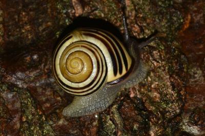 Cepaea nemoralis
