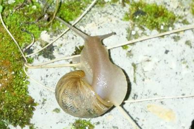 <i>Cornu aspersum</i>