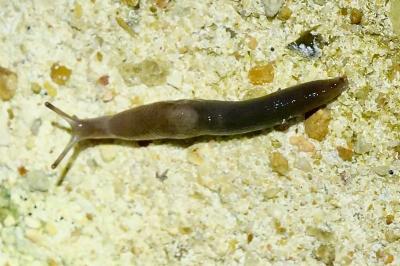 <i>Deroceras invadens</i>