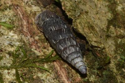 <i>Clausilia bidentata</i>