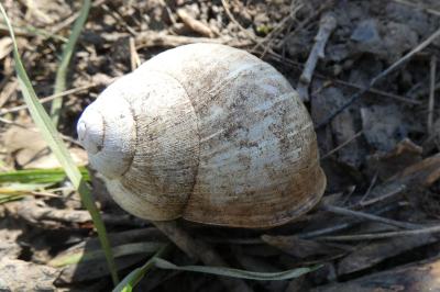 <i>Helix pomatia</i>