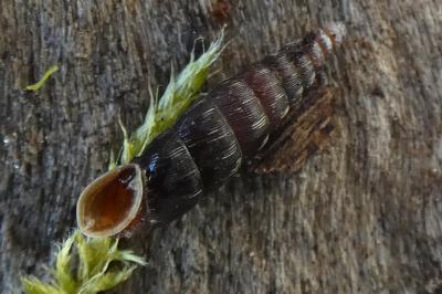 <i>Clausilia bidentata</i>