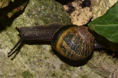 <i>Cornu aspersum</i>