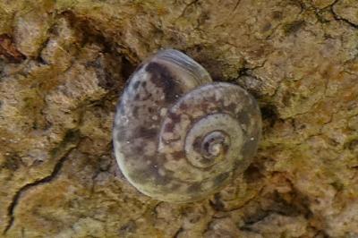 <i>Helicigona lapicida</i>