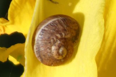 <i>Hygromia cinctella</i>