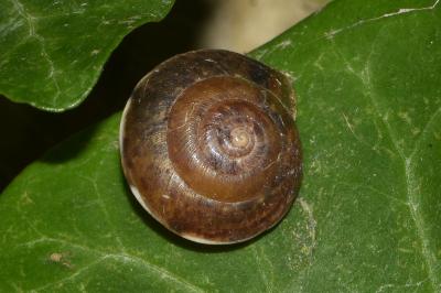 <i>Hygromia cinctella</i>