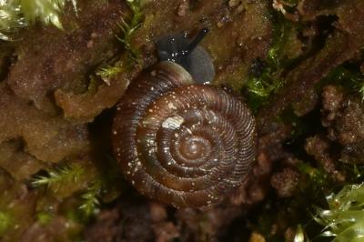 <i>Gonyodiscus rotundatus</i>