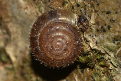 <i>Trochulus hispidus</i>