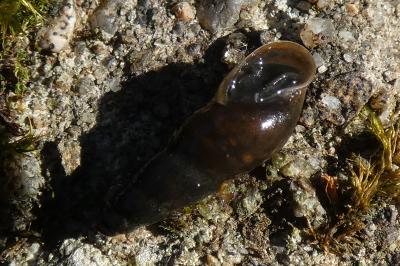 <i>Omphiscola glabra</i>