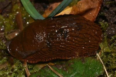 <i>Arion rufus/vulgaris</i>