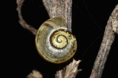 <i>Monacha cartusiana</i>