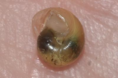 <i>Monacha cartusiana</i>