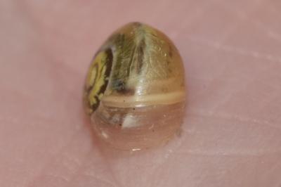 <i>Monacha cartusiana</i>