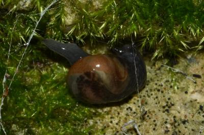 <i>Semilimax pyrenaicus</i>