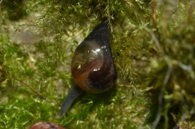 <i>Semilimax pyrenaicus</i>