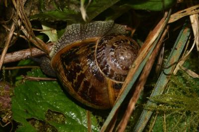 <i>Cornu aspersum</i>