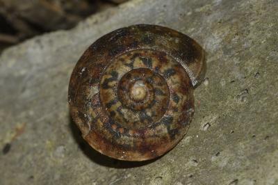 <i>Helicigona lapicida</i>
