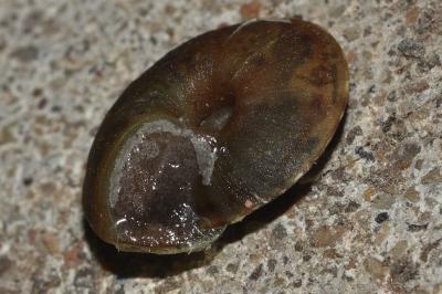 <i>Helicigona lapicida</i>