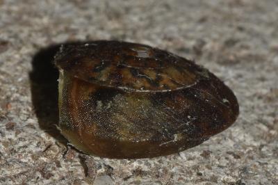 <i>Helicigona lapicida</i>