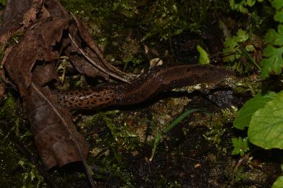 <i>Limax maximus</i>