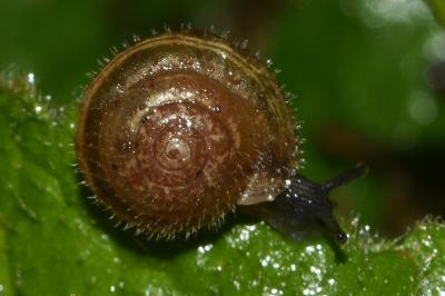 <i>Trochulus hispidus</i>